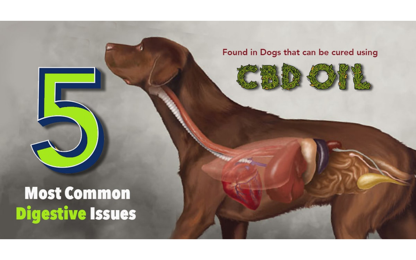 Beautiful view of Dog Digestive Issues And Treatment Options